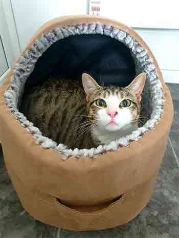Cat cuddled up inside a soft sherpa-lined igloo bed