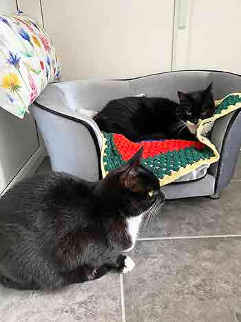 Two black and white cats relaxing on a grey velvet cat sofa