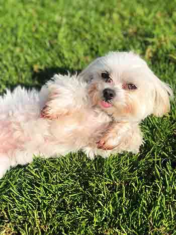Cute small dog lying on grass paws up
