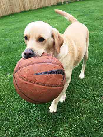 Dog carrying ball