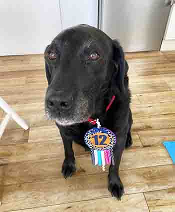 Black labrador wearing a huge 12th birthday badge on his collar
