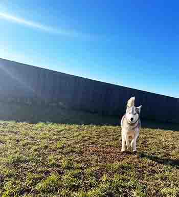 Husky running on grass towards the camera