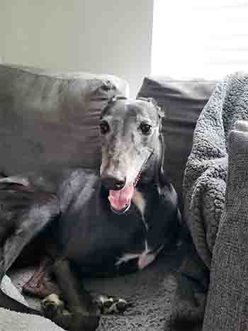 dog lying on sofa at home, looking happy