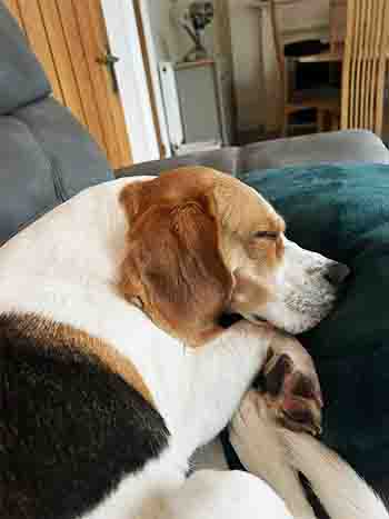 Willow, dog contentedly sleeping on sofa