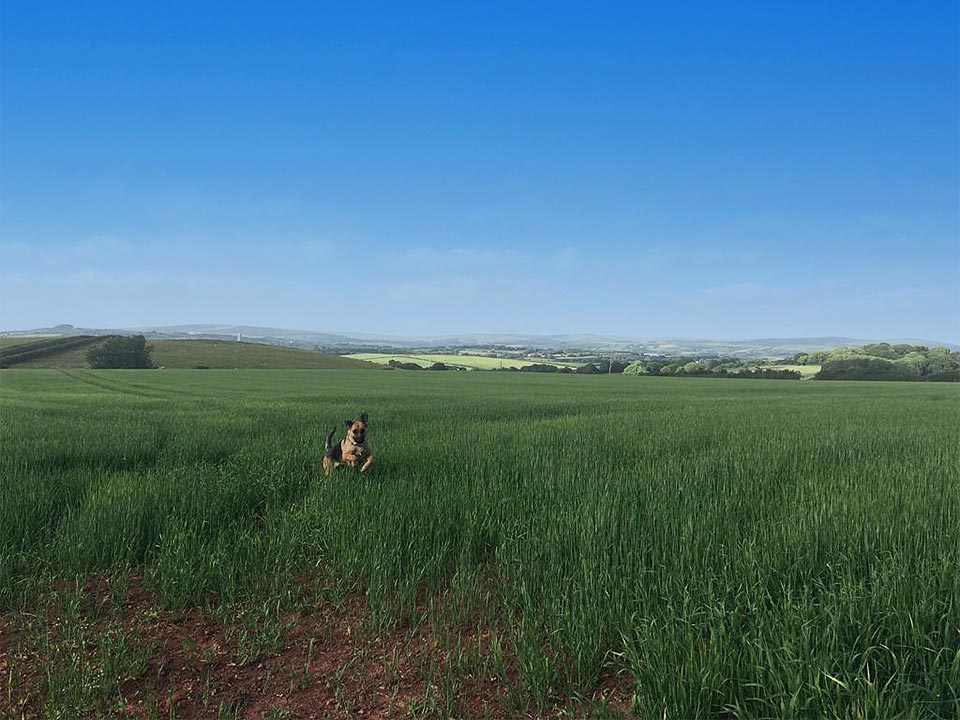 About Gentian Hill Pet Hotel