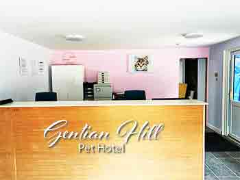 Reception desk with pastel pink wall behind and watercolour cat canvas picture